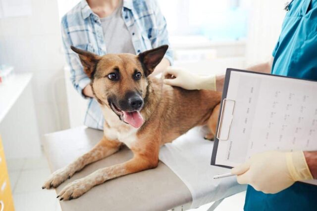 You May Choose The Oral Veterinarian You and Your Pet Are Comfortable With