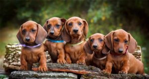 Dachshund breed puppies