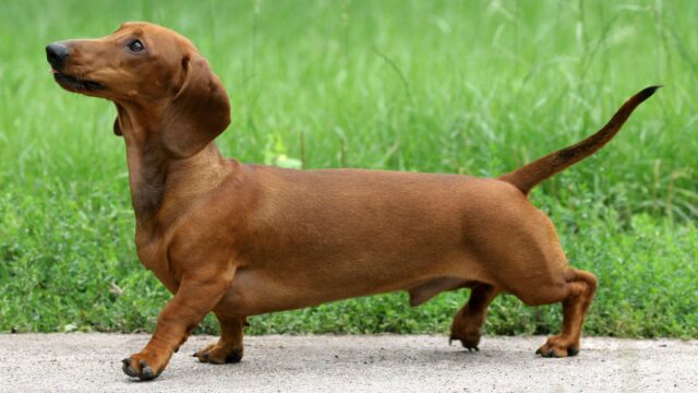 Finding the Right Pet Insurance for Dachshunds