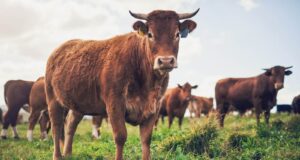 5 Interesting Facts About Animal Agriculture You Didn't Know