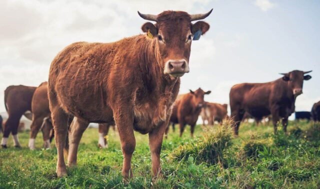 5 Interesting Facts About Animal Agriculture You Didn't Know