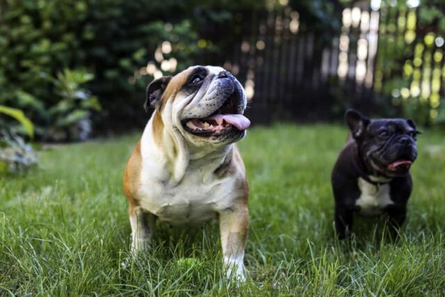 Bulldogs (English or French)