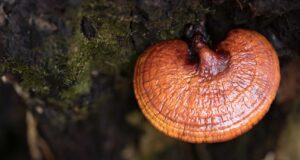 Medicinal Mushrooms and Their Health Benefits