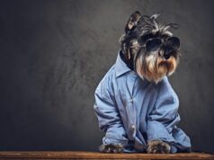 schnauzer dog dressed