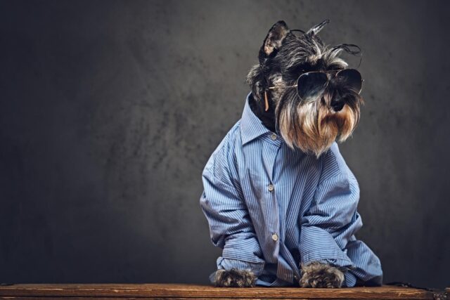 schnauzer dog dressed